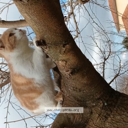 Photo 1/1 Chat retrouvé Trouvé à Villemoirieu