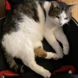 Photo de chat perdu à Versailles