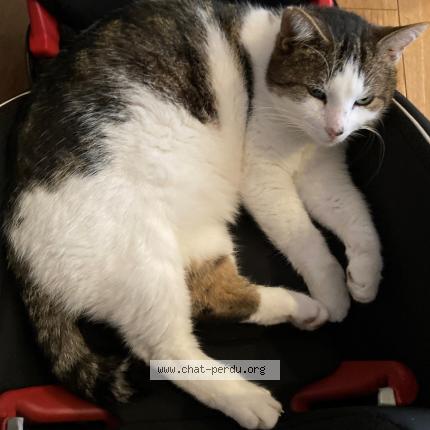 Photo 1/1 Chat retrouvé Perdu à Versailles