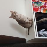 Photo de chat perdu à Fontaines