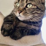 Photo de chat perdu à Montfavet