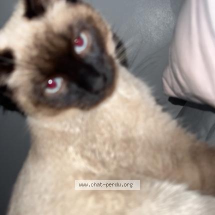 Photo 1/1 Chat retrouvé Perdu à Givors