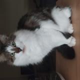 Photo de chat perdu à Fort Moville