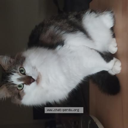 Photo 1/1 Chat retrouvé Perdu à Fort moville