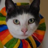 Photo de chat perdu à Vitre