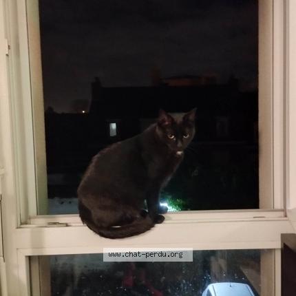 Photo de chat perdu à Croix