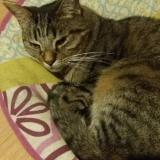 Photo de chat perdu à Charleville Mezieres