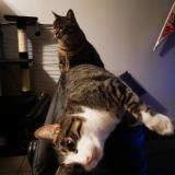 Photo de chat perdu à Saint Priest