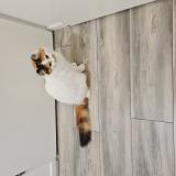 Photo de chat perdu à Herblay