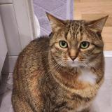 Photo de chat perdu à Kremlin Bicetre