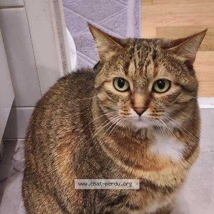 Photo de chat perdu à Kremlin Bicetre