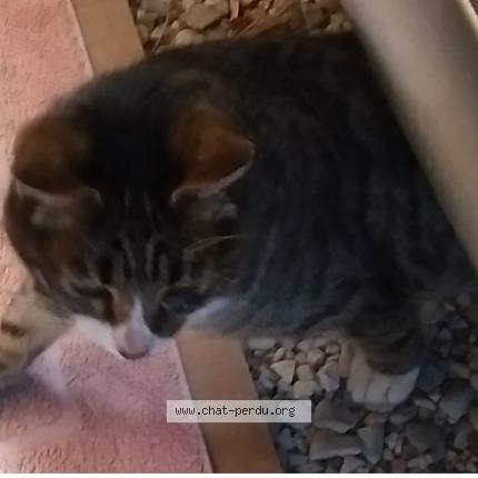 Photo de chat trouvé à Sermerieu