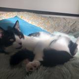 Photo de chat perdu à Anse