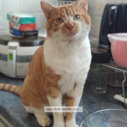 Photo 1/1 Chat retrouvé Perdu à Verderonne