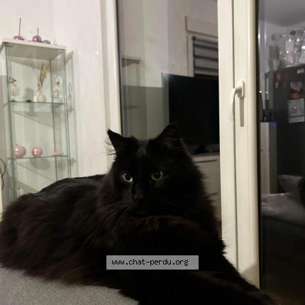 Photo 1/1 Chat retrouvé Perdu à Dalhunden