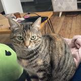 Photo de chat perdu à Calais