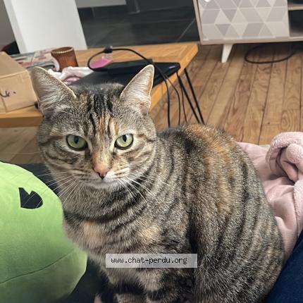 Photo 1/1 Chat retrouvé Perdu à Calais