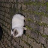 Photo de chat trouvé à Bellaing