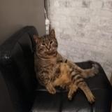 Photo de chat perdu à Dourdan