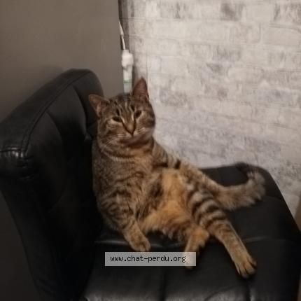 Photo 1/1 Chat retrouvé Perdu à Dourdan