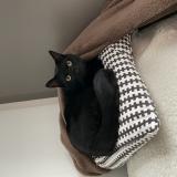 Photo de chat perdu à Douai