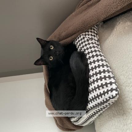 Photo 1/1 Chat retrouvé Perdu à Douai