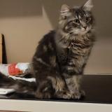 Photo de chat trouvé à Beauchamps