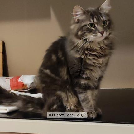 Photo 1/1 Chat retrouvé Trouvé à Beauchamps