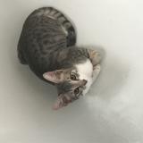 Photo de chat perdu à Malakoff