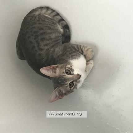 Photo 1/1 Chat retrouvé Perdu à Malakoff