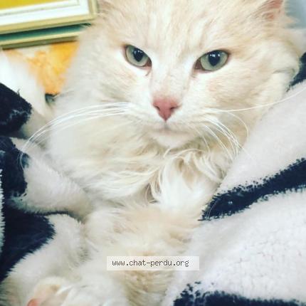 Photo 1/1 Chat retrouvé Perdu à Villiers Sur Loir