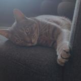 Photo de chat perdu à Noyal Sur Vilaine