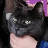 Photo de chat perdu à La Montagne