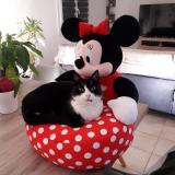 Photo de chat perdu à Carcasonne