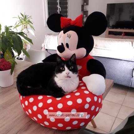 Photo 1/1 Chat retrouvé Perdu à Carcasonne