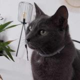 Photo de chat perdu à Elbeuf