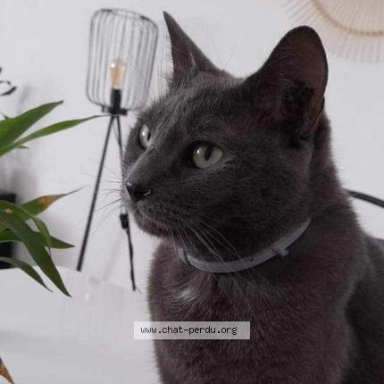 Photo de chat perdu à Elbeuf