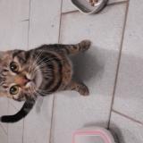 Photo de chat trouvé à Dagneux