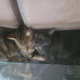 Photo de chat perdu à Courtenay