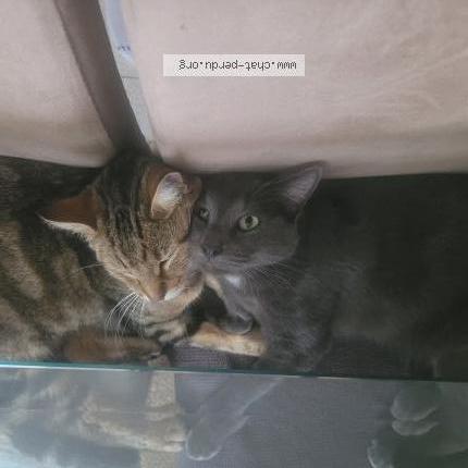 Photo 1/1 Chat retrouvé Perdu à Courtenay