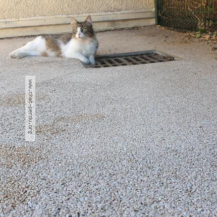Photo de chat perdu à Laverune