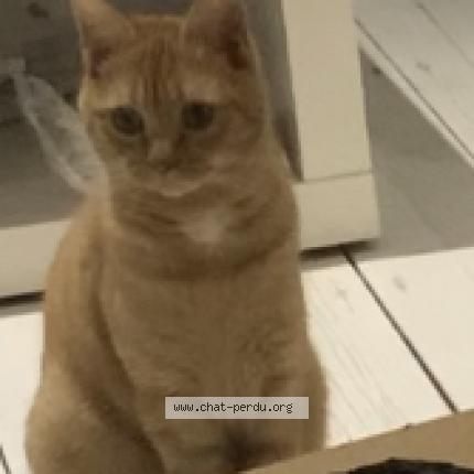 Photo 1/1 Chat retrouvé Perdu à Anglet