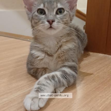 Photo de chat perdu à Saint Paul En Jarez