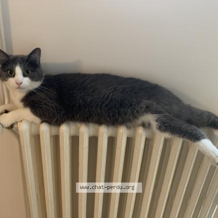 Photo 1/1 Chat retrouvé Perdu à Nantes