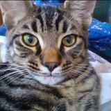 Photo de chat perdu à Perpignan