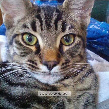 Photo de chat perdu à Perpignan