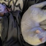 Photo de chat perdu à Montpellier