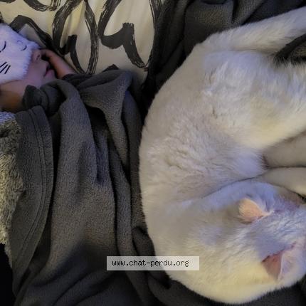 Photo de chat perdu à Montpellier