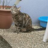 Photo de chat perdu à Le Peage De Roussillon