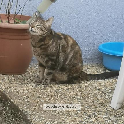 Photo 1/1 Chat retrouvé Perdu à Le peage de roussillon